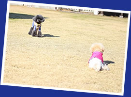 �y�b�g�z�e���i���^���̂݁j